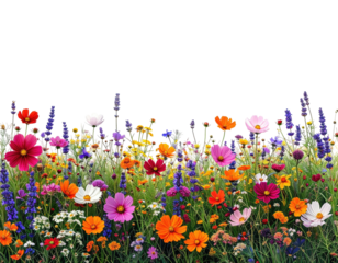 Vibrant meadow of wildflowers in various colors (1)