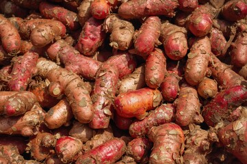 Brightly lit freshly dug ginger roots showcase their rich red tones and natural charm.