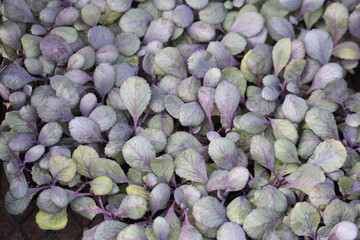 close up of red cabbage seedlings texture