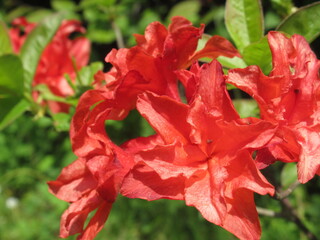 Zbliżenie na czerwone kwiaty azalii © Kumulugma