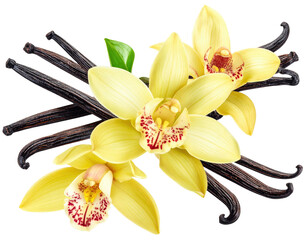 Vanilla orchid blossoms and pods (1)