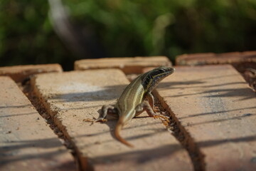 the African five lined skink (Trachylepis quinkuetaeniata)