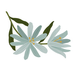 Blooming early scilla flower transparent png