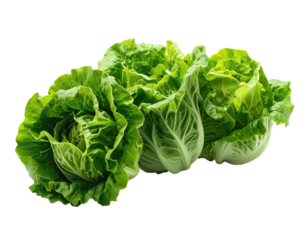 Fresh, vibrant green leafy heads of lettuce close-up