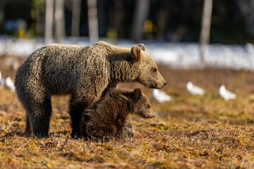 Fototapeta premium Brown bears in the Finnish taiga