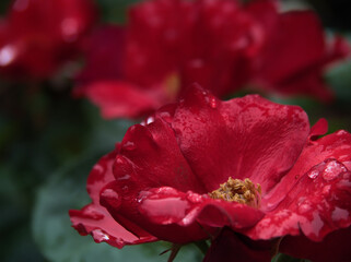 6月に美しく咲いた赤いバラの花「かざぐるま」