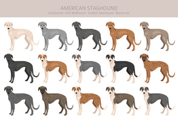 American Staghound clipart. Greyhound, Scottish Deerhound, Irish Wolfhound, Borzoi mix. Different coat colors set.  Vector illustration