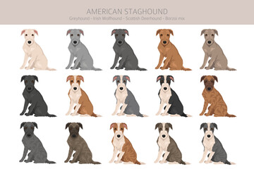 American Staghound clipart. Greyhound, Scottish Deerhound, Irish Wolfhound, Borzoi mix. Different coat colors set.  Vector illustration