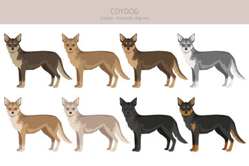 Coydog clipart. Coyote - domestic dog mix. Different coat colors set.  Vector illustration