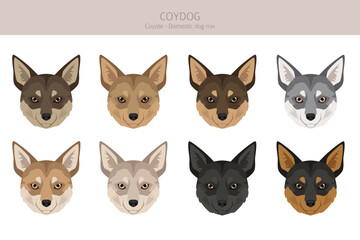 Coydog clipart. Coyote - domestic dog mix. Different coat colors set.  Vector illustration