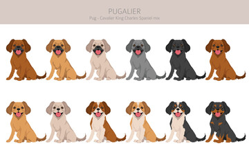 Pugalier, Cavapug clipart. Pug - Cavalier KIng charles Spaniel mix. Different coat colors set.  Vector illustration