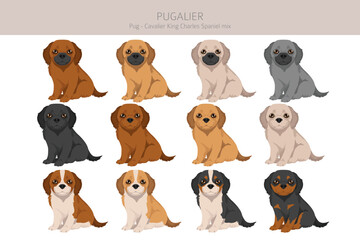 Pugalier, Cavapug clipart. Pug - Cavalier KIng charles Spaniel mix. Different coat colors set.  Vector illustration