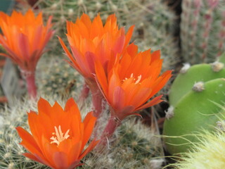 Zbliżenie na pomarańczowe kwiaty kaktusa © Kumulugma