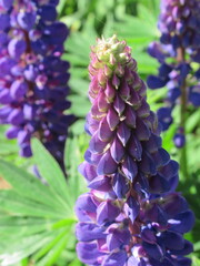 Zbliżenie na kwiaty niebieskiego łubinu