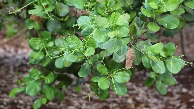 Cashew trees (Anacardium occidentale) grow in the garden in evening. Fruits, nuts, flower and leaves of the plant