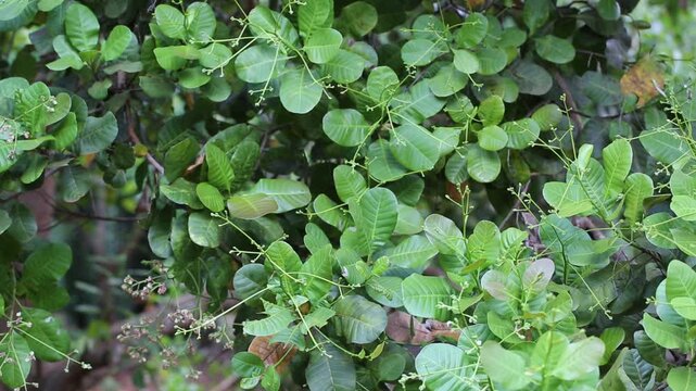 Cashew trees (Anacardium occidentale) grow in the garden in evening. Fruits, nuts, flower and leaves of the plant