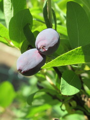 Zbliżenie na owoce jagody kamczackiej wiszące na krzaku © Kumulugma