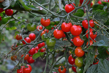 a branch of cherry tomato laden with red fruits