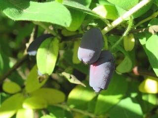 Zbliżenie na owoce jagody kamczackiej wiszące na krzaku © Kumulugma