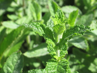 Zbliżenie na młode pędy mięty © Kumulugma