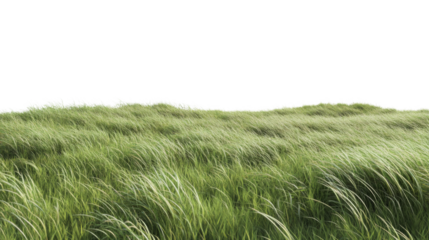 Green grass blowing in the wind on transparent background