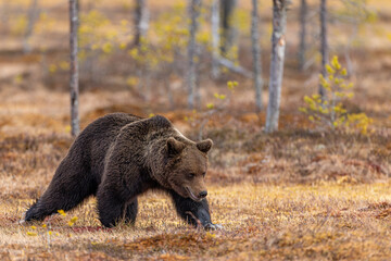 Brown bear in the Finnish taiga