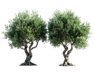 Two mature olive trees, full and lush foliage, gnarled trunks