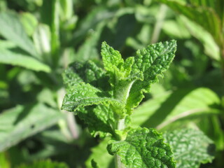 Zbliżenie na młode pędy mięty © Kumulugma