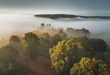 Fog rising slowly through treetops from aerial view in early morning
