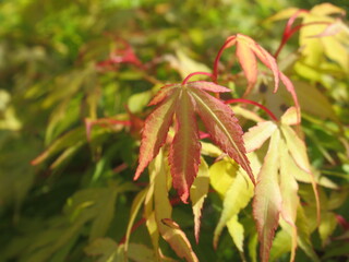 Zbliżenie na młode listki klona palmowego © Kumulugma