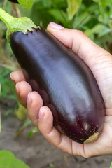 Eggplants growing on the garden bed.