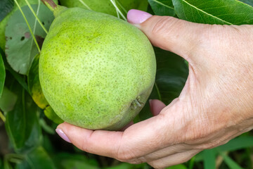 Pear tree with fruits growing in the orchard.