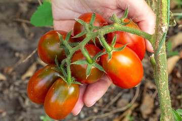 Ripe red tomatoes growing on a bush in the garden.