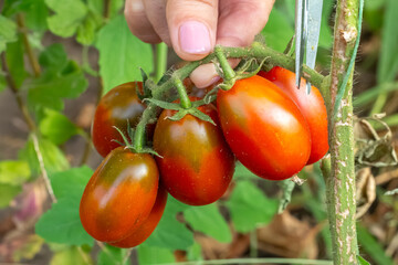 Ripe red tomatoes growing on a bush in the garden.