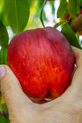 Nectarine tree with ripe fruits growing in the orchard.