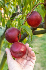 Woman is picking ripe nectarines from the tree