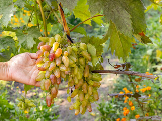 Bunches of ripe white grapes on the bush