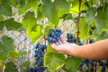 Bunch of ripe grapes in the female hand.
