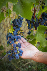 Bunches of ripe grapes on the bush