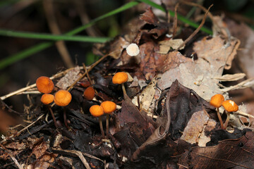 落葉の上に小さな橙色やクリーム色のかわいいホウライタケ属キノコが育つ（自然下菌キノコ類マクロ撮影）