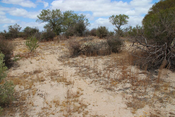 wild vegetation at hamelin pool at shark bay in western australia