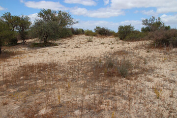 wild vegetation at hamelin pool at shark bay in western australia