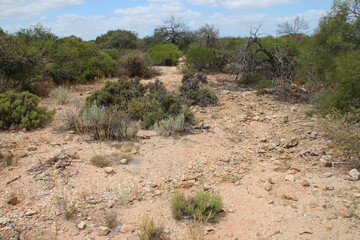 wild vegetation at hamelin pool at shark bay in western australia