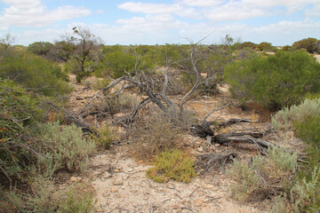 wild vegetation at hamelin pool at shark bay in western australia