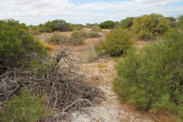 wild vegetation at hamelin pool at shark bay in western australia