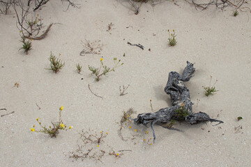beach at hamelin pool at shark bay in western australia 