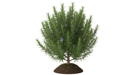 Isolated rosemary plant featuring blue flowers grown in soil for culinary and medicinal use