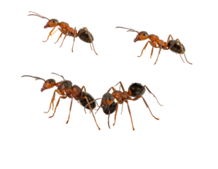 Close-up of four ants in various poses