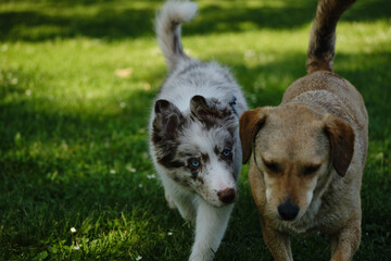 Red merle Border Collie puppy walks beside a brown mongrel dog on green grass, curious and playful, enjoying time outdoors.