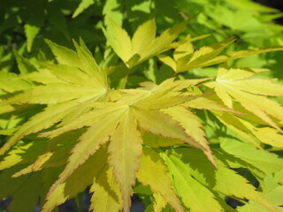 Zbliżenie na listki klona palmowego © Kumulugma